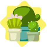Mini cactus collection