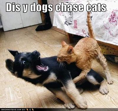 kitty getin payback