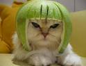 mad cat