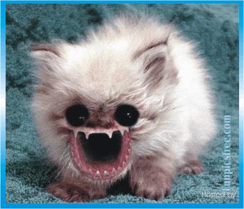 killer cat
