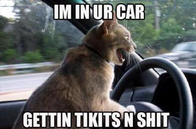 drivin cat??