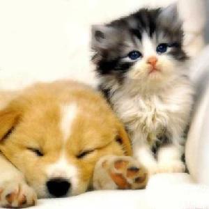 Sleepy Puppy and Kitty