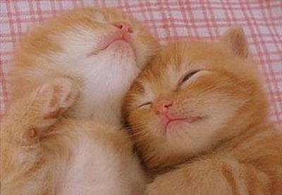 Cute Kittens