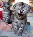 Kitties