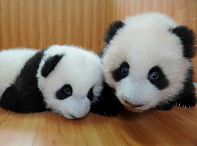 Pandas