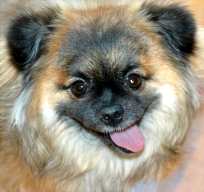 Puppy