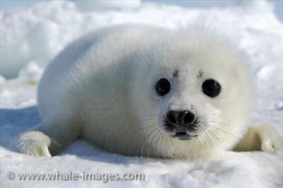 Seal