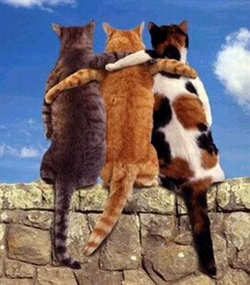 3 amigos