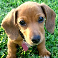 Cute puppy