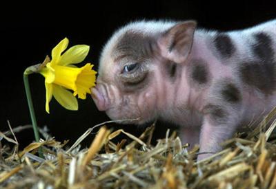 Pig