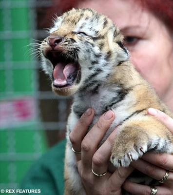 tiger