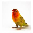 Lovebird
