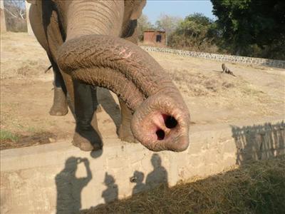 elephant nose
