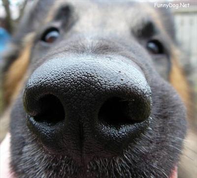 Big Nose