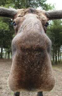 moose nose