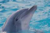 dolphin nose