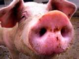 porker nose
