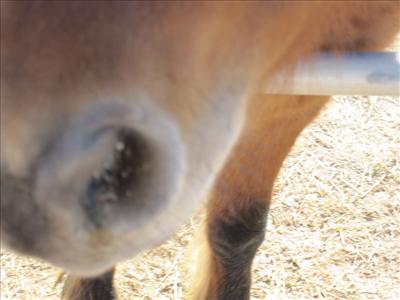 horse nose