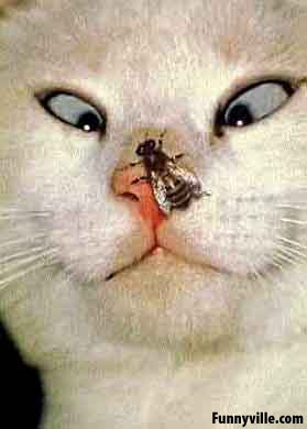 fly on nose