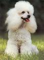 Caniche con mucho pelo