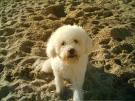 Caniche playero