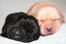 Dos cachorritos durmiendo