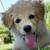 Perrito de pelo / Hair Dog