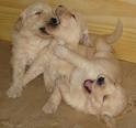 2 Golden jugando
