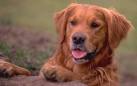 Perro parecido a un golden pero marrón