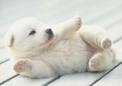 Cachorrito adorable!!!