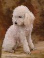 Caniche pelo largo
