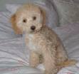 Caniche Nº1