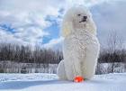 El caniche rey de los tiempos