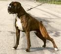 Boxer tipo desfile