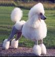 Caniche millonario