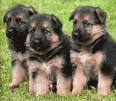 Tres perritos parecidos a lobos