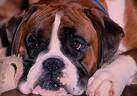 Boxer cara de santo