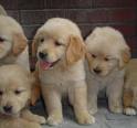 3 golden mirando al costado
