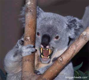 Dropbear