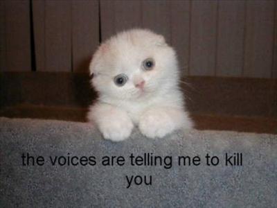 Cat 1