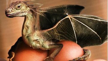 dragon