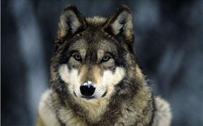 wolf