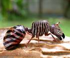 zebra x ant
