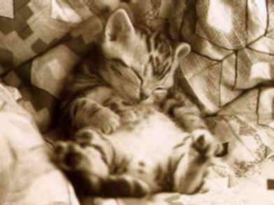 kitten