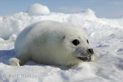 baby seal