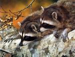 raccoons