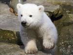 polar bear cub