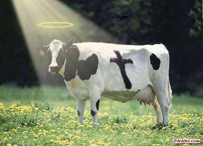 Holy Cow
