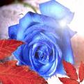 Rosa blu
