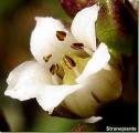 Fiore bianco